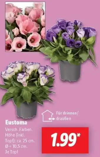 Lidl Eustoma Angebot