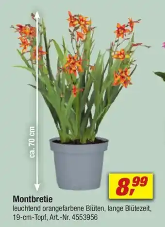 toom Baumarkt Montbretie Angebot