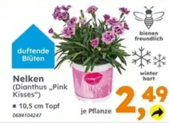 Globus Baumarkt Nelken (Dianthus „Pink Kisses") Angebot