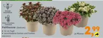 Globus Baumarkt Fetthenne (Sedum) Angebot
