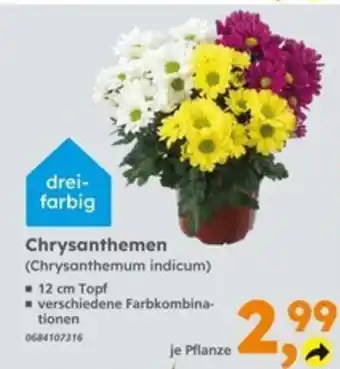 Globus Baumarkt Chrysanthemen (Chrysanthemum indicum) Angebot
