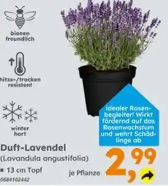 Globus Baumarkt Duft-Lavendel (Lavandula angustifolia) Angebot