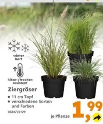 Globus Baumarkt Ziergräser Angebot