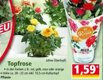 Norma Topfrose Angebot
