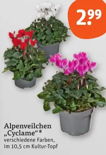 tegut Alpenveilchen ,,Cyclame" Angebot