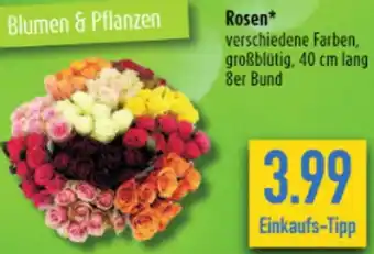 diska Rosen Angebot