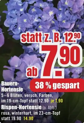 B1 Discount Baumarkt Bauern Hortensie Angebot