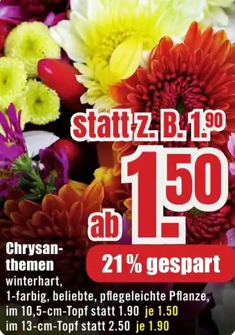 B1 Discount Baumarkt Chrysanthemen Angebot