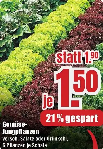 B1 Discount Baumarkt Gemüse Jungpflanzen Angebot