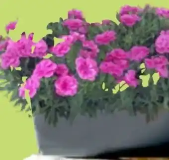 Thomas Philipps Nelke Dianthus Peman Angebot