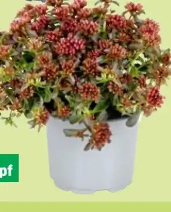 Thomas Philipps Sedum Rosenteppich Angebot