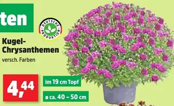 Thomas Philipps Kugel Chrysanthemen Angebot