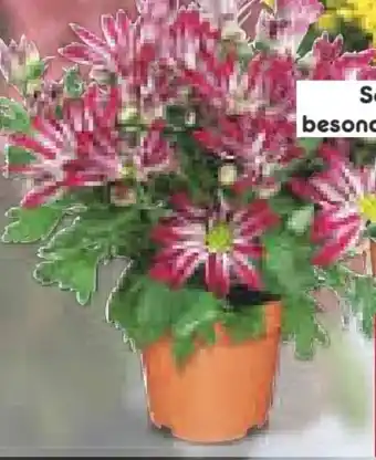 Netto Marken-Discount Chrysanthemen Angebot