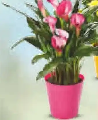 Netto Marken-Discount Calla Angebot
