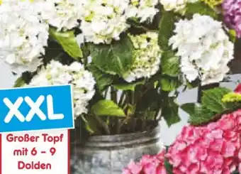 Netto Marken-Discount Hortensienbusch Angebot