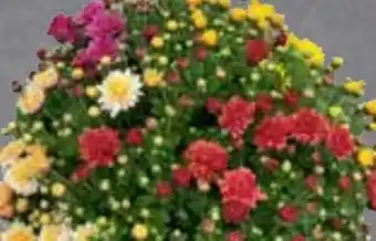 Edeka Frischemarkt Chrysanthemenbusch Angebot
