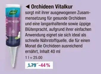 V Markt Orchideen Vitalkur Angebot