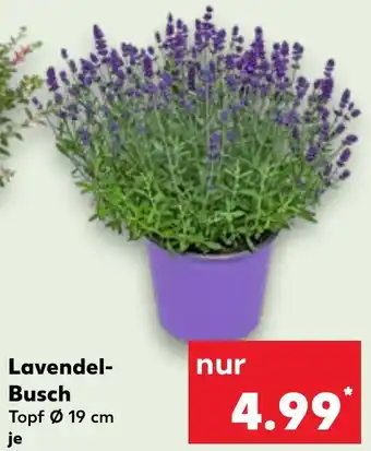 Kaufland Lavendel Busch Angebot
