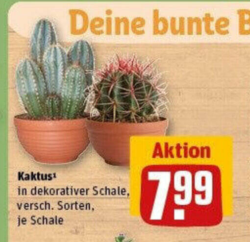 Kaktus Angebot bei REWE