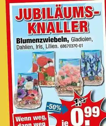 SB Lagerkauf Blumenzwiebeln Angebot