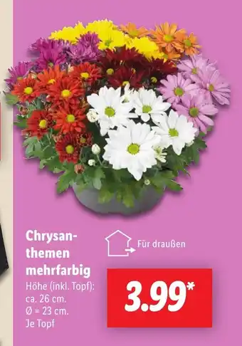 Lidl Chrysanthemen mehrfarbig Angebot