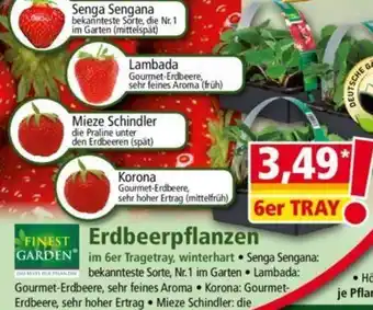 Norma FINEST GARDEN Erdbeerpflanzen Angebot