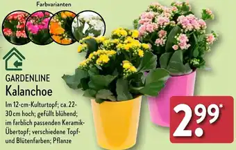 Aldi Nord GARDENLINE Kalanchoe Angebot