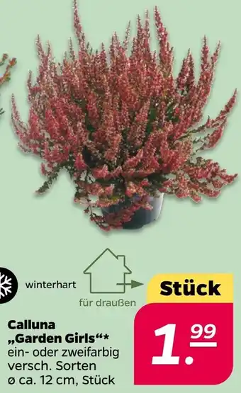 Netto Calluna ,,Garden Girls“ Angebot