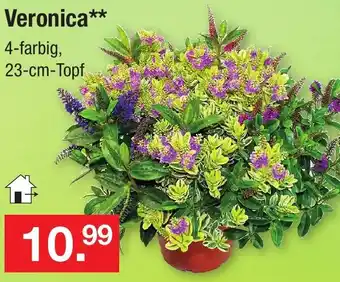 Zimmermann Veronica Angebot