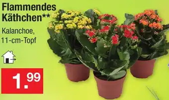 Zimmermann Flammendes Käthchen Angebot