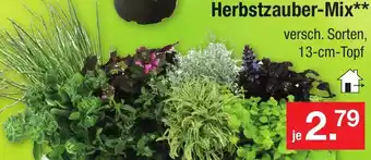 Zimmermann Herbstzauber-Mix Angebot