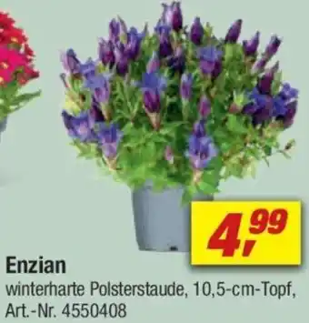 toom Baumarkt Enzian Angebot