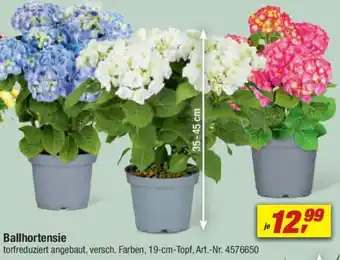 toom Baumarkt Ballhortensie Angebot