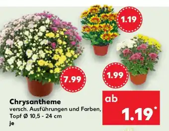 Kaufland Chrysantheme Angebot