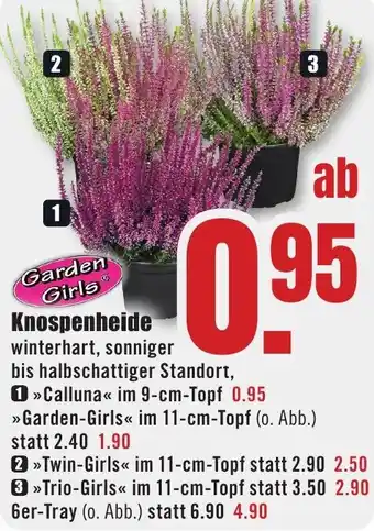 B1 Discount Baumarkt Garden Girls Knospenheide Angebot