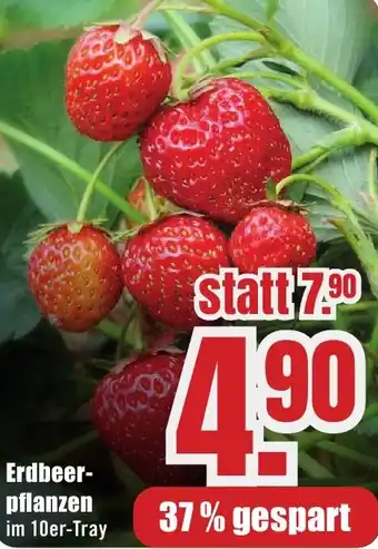 B1 Discount Baumarkt Erdbeerpflanzen Angebot