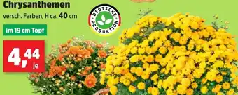Thomas Philipps Chrysanthemen Angebot