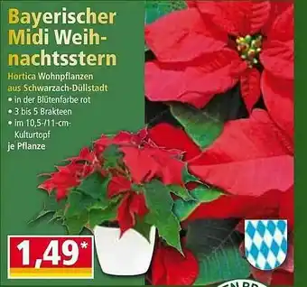 Norma Bayerischer Midi Weihnachtsstern Angebot