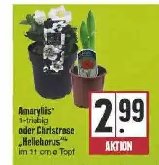 Edeka Amaryllis Oder Christrose „helleborus” Angebot