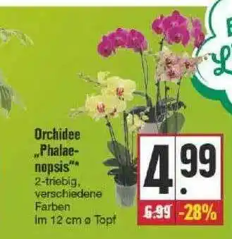 Edeka Orchidee „phalaenopsis” Angebot