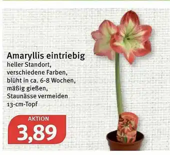 Feneberg Amaryllis Eintriebig Angebot