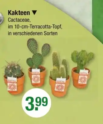 V Markt Kakteen Cactaceae Angebot