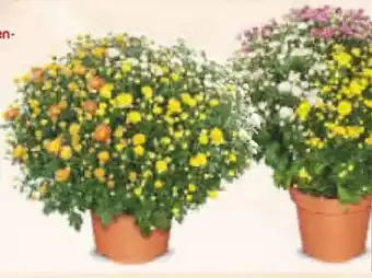Netto Marken-Discount Dreifarbiger Chrysanthemen-Busch Angebot