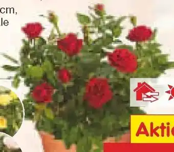 Netto Marken-Discount Rosen-Schale Angebot