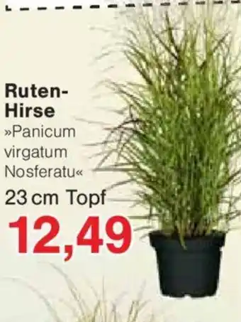 Jawoll Ruten- Hirse 23 cm Topf Angebot