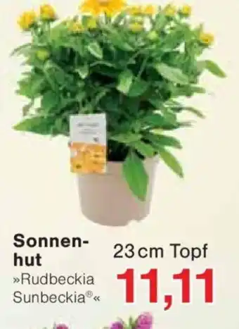 Jawoll Sonnen- hut Angebot