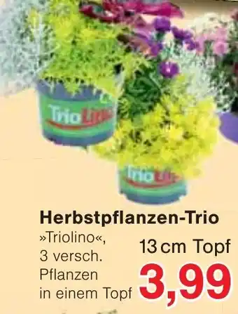 Wiglo Wunderland Herbstpflanzen-Trio Angebot