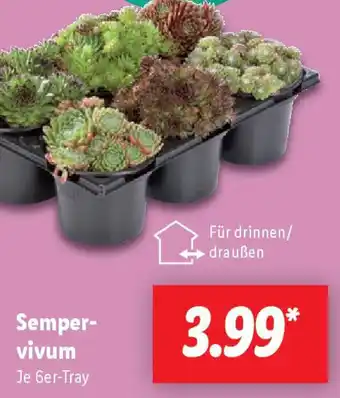 Lidl Sempervivum Angebot