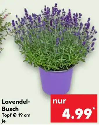 Kaufland Lavendel- Busch Angebot