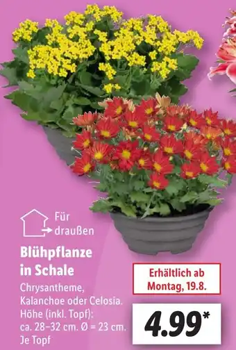 Lidl Blühpflanze in Schale Angebot